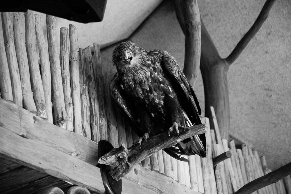 Свадьба началась с банкета. Свадебный фотограф Юлия Логинова