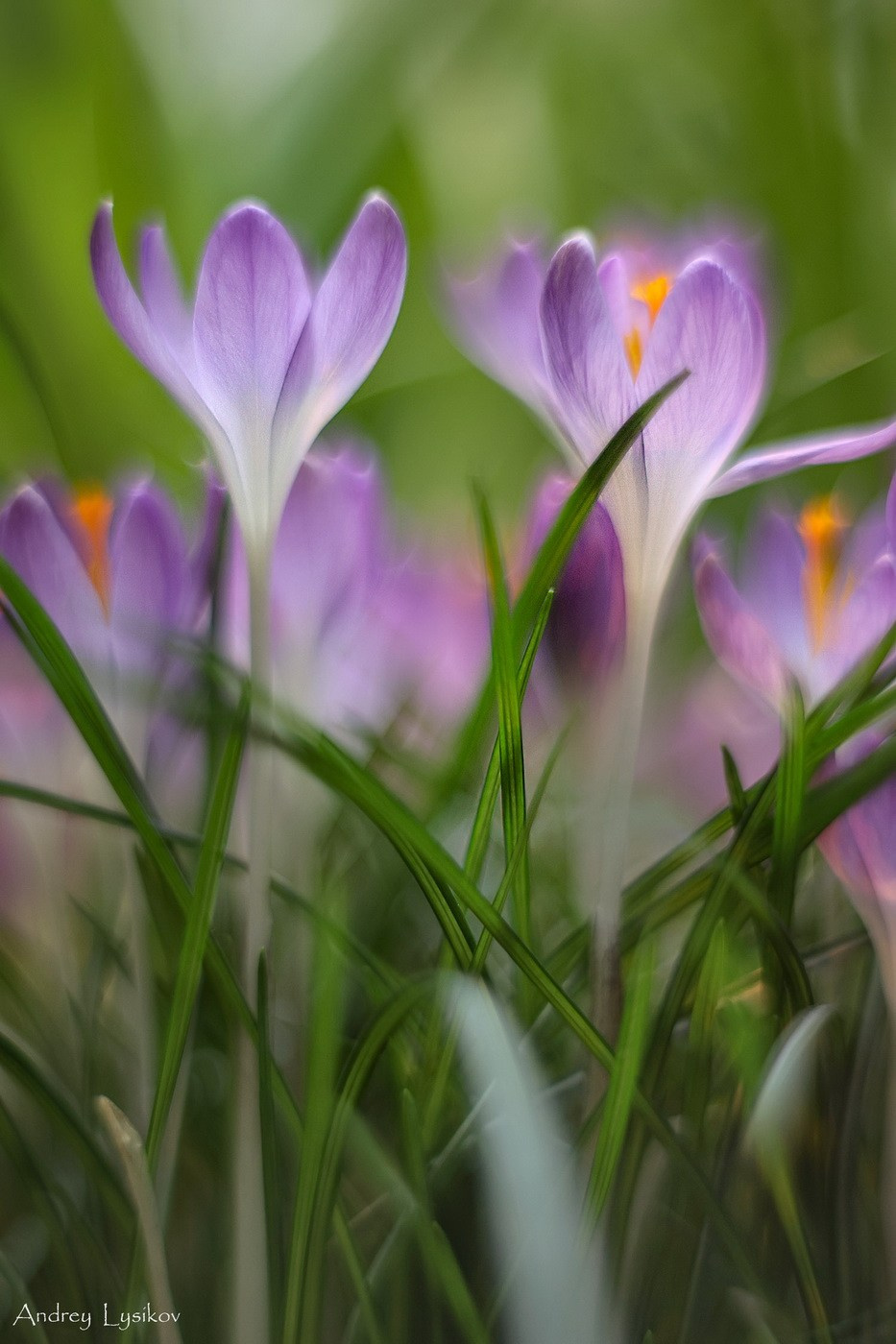 Цветы. Ландшафтный фотограф Андрей Лысиков, Москва