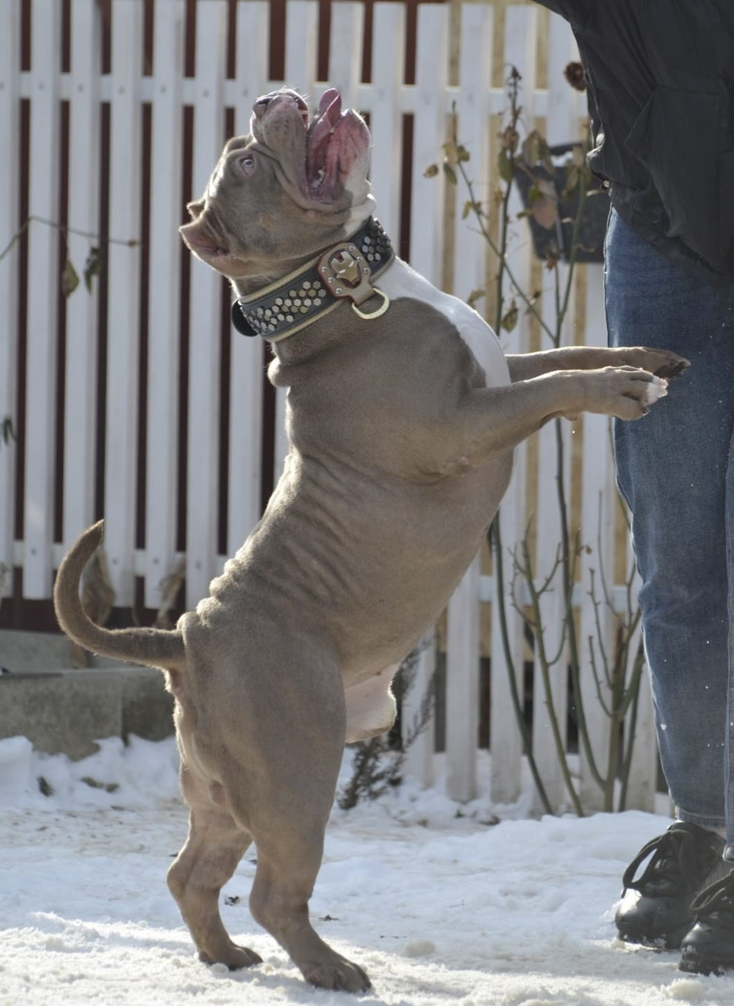 Булли стандарт кобель Локомотив. ПИТОМНИК СОБАК ПОРОДЫ АМЕРИКАНСКИЙ БУЛЛИ