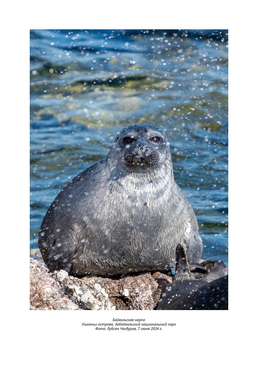 Фотовыставка «Дети природы». Фотограф Лубсан Чагдуров
