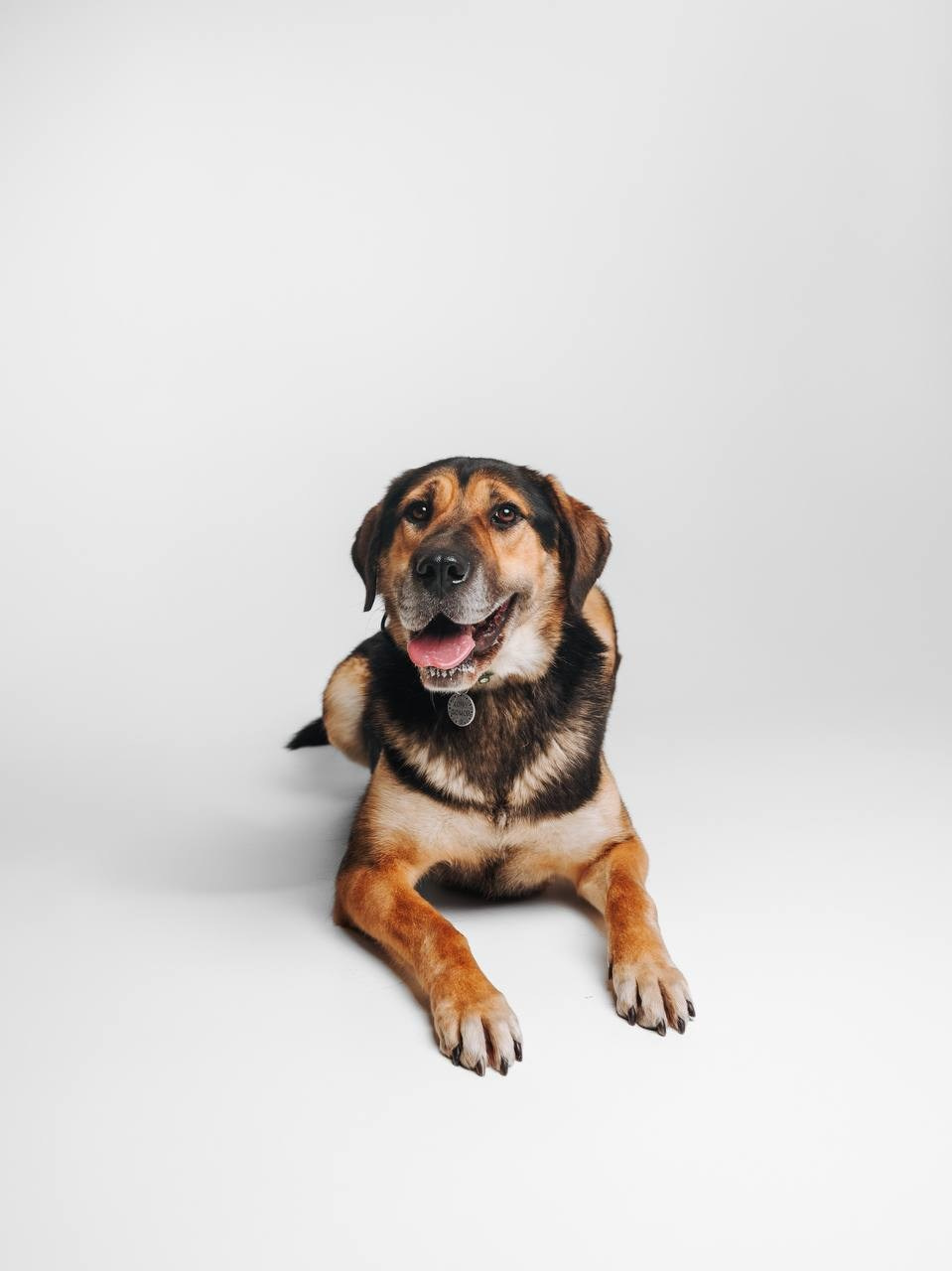 Ищут дом. Забери домой друга