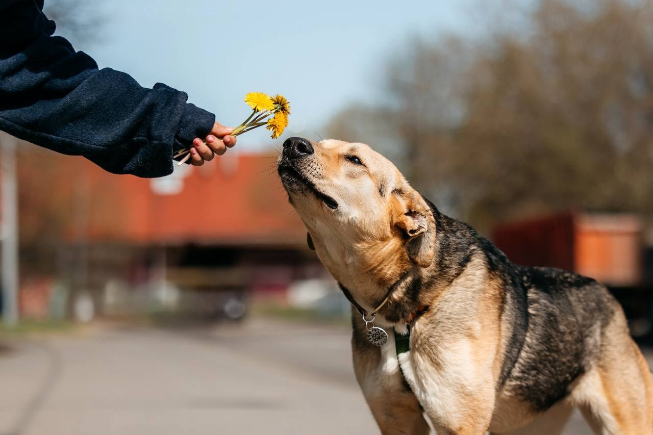 Ищут дом. Забери домой друга