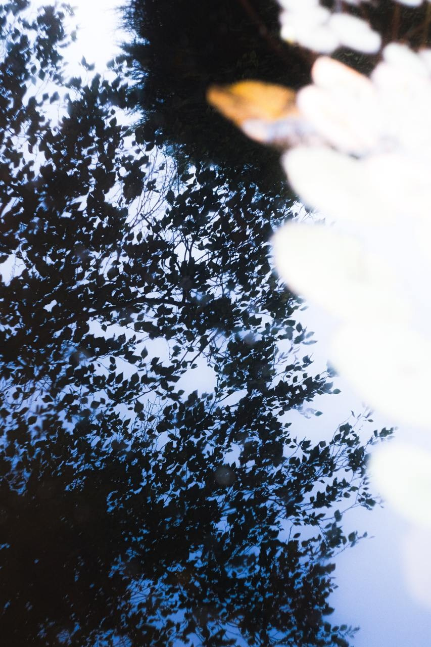 Аптекарский огород. Софа Катастрофа, Одичание. фотохудожница, креативный продюсер, автор. Nude, eros, портретный фотограф