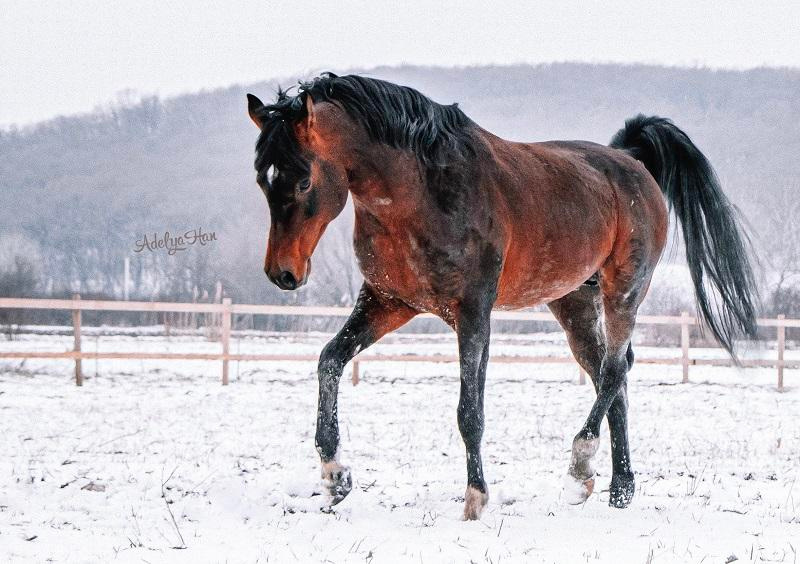 Лошади на свободе. Конный и театральный фотограф Анапа