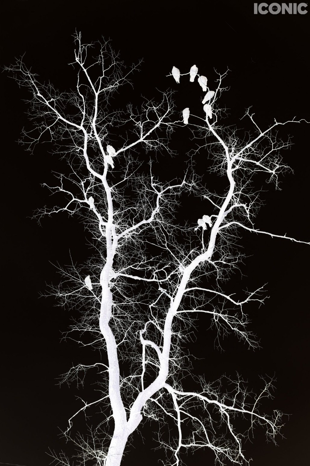 Iconic. Екатерина Мишина творческий фотограф в Самаре