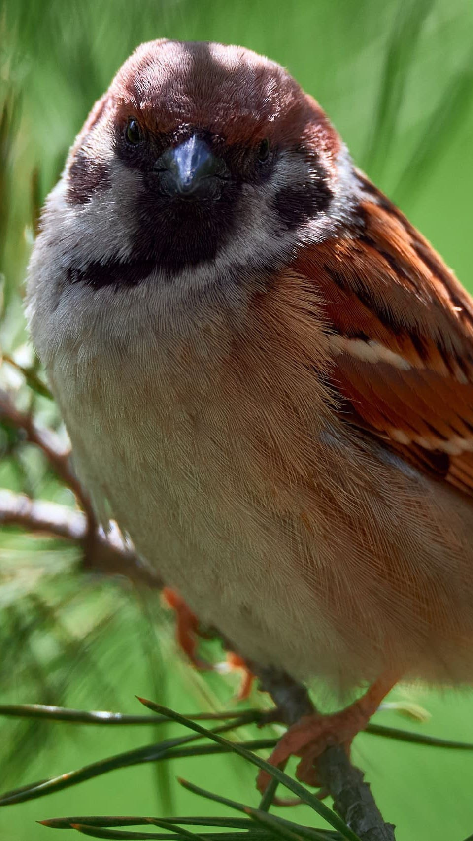 Международная онлайн-фотошкола Сергея Рожнова
