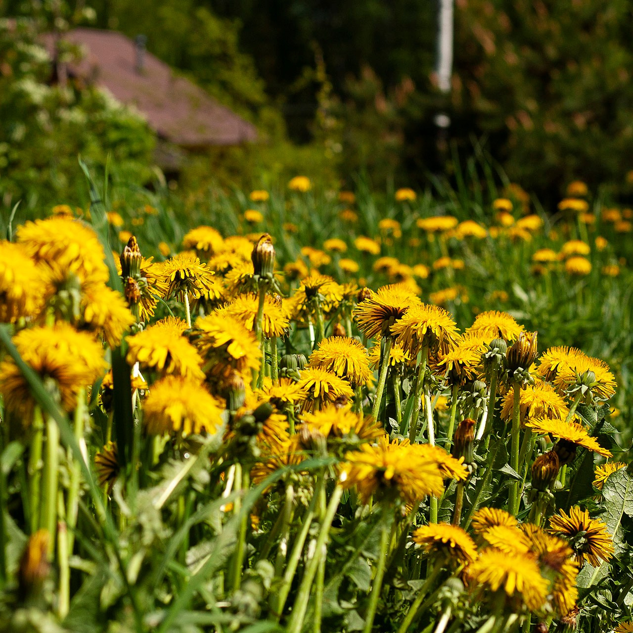 Травы. Природа севера