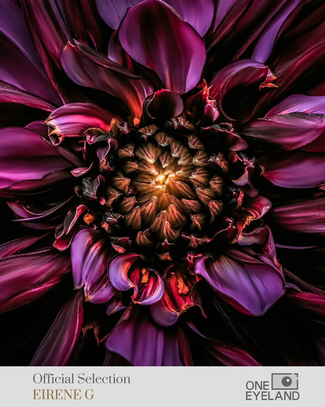 ONEEYELAND GALLERY. Eirene G |  Photoartist | Flowers from my garden