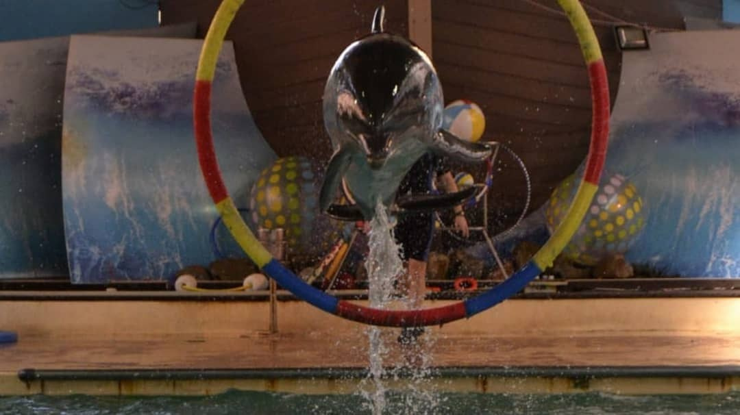 Волшебство в дельфинарии: как мы завершили октябрь улыбками, восторгом и объятиями! 💙🐬