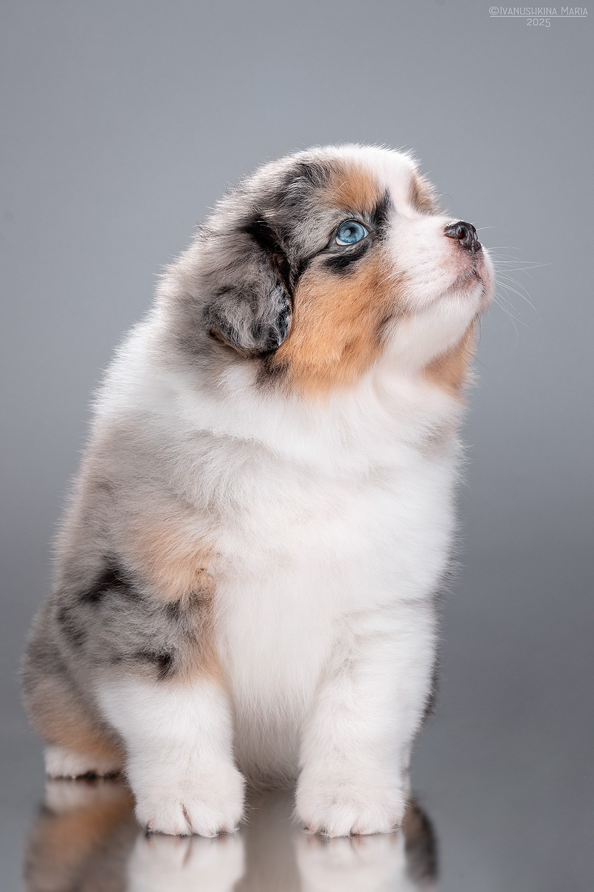 Фотосессия щенков на фонах. Фотограф собак в Москве и Московской области Иванушкина Мария