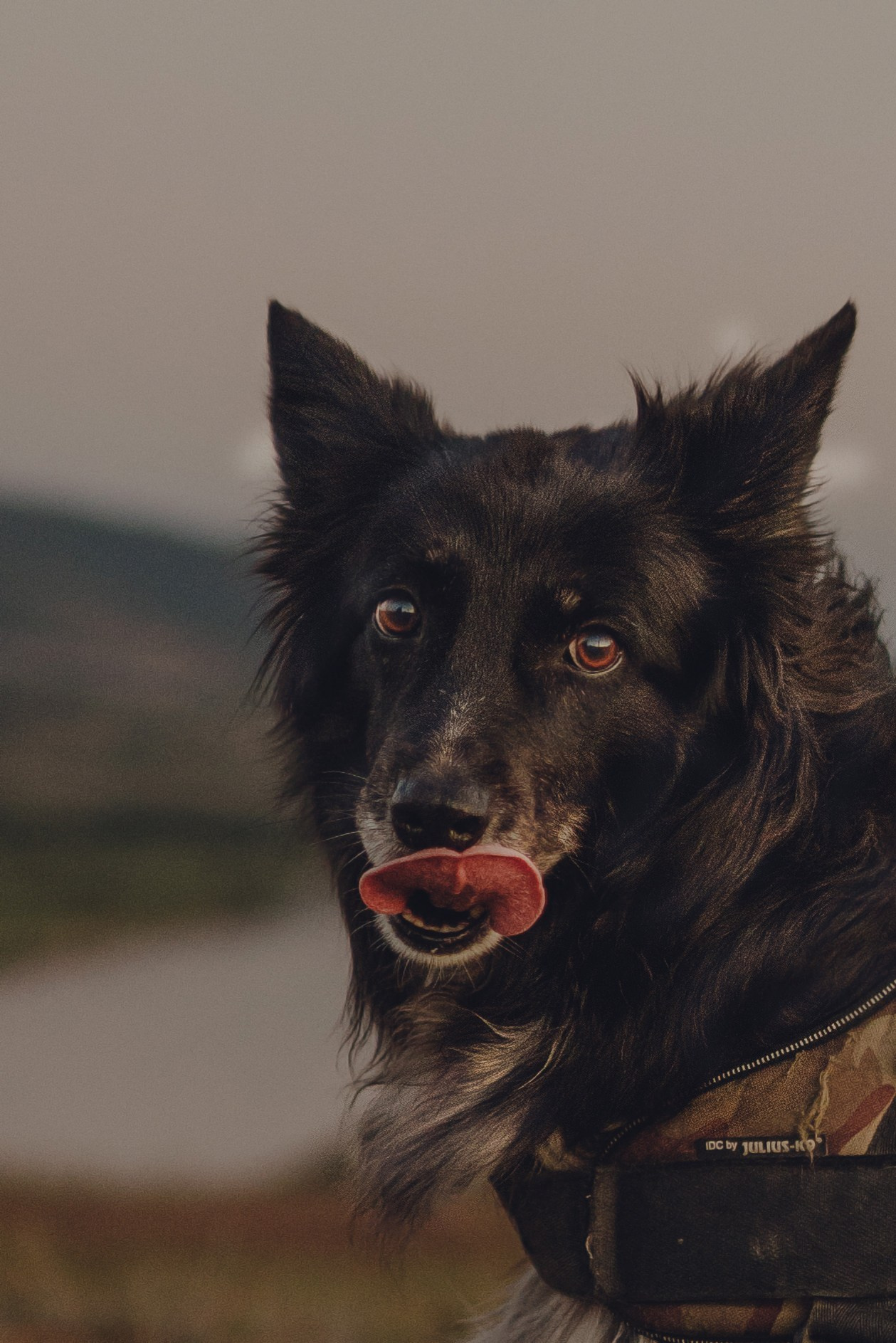Настя и Умка. Фотограф анималист в Спб недорого Олеся Майорова