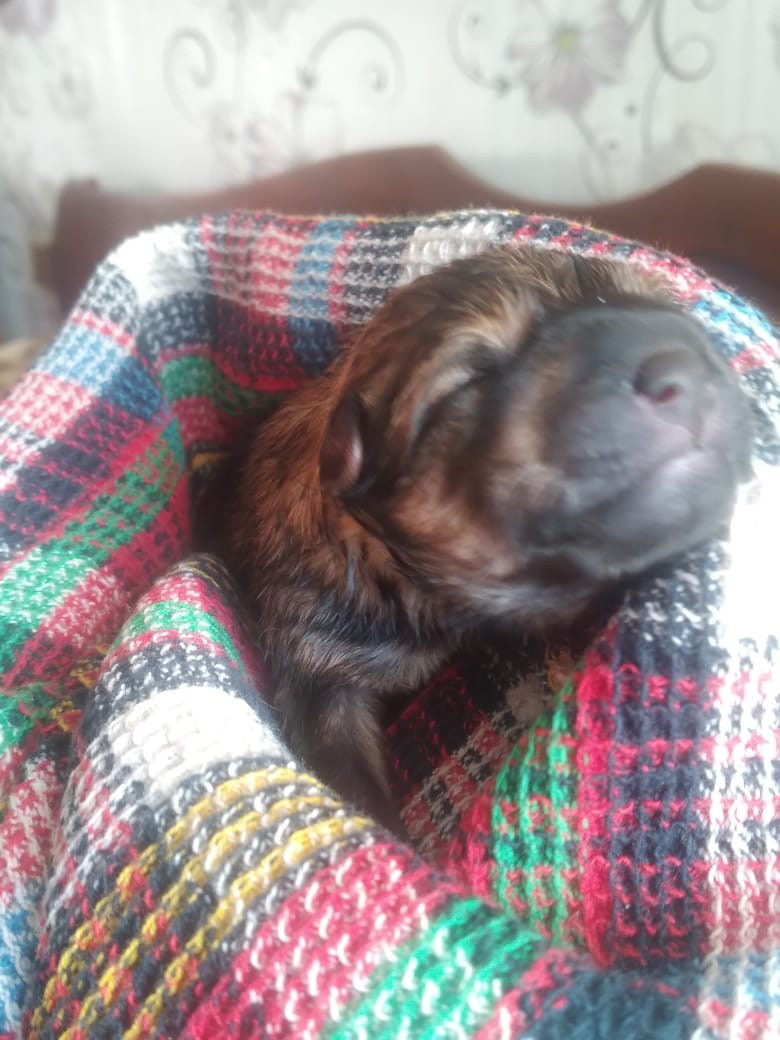 сиба питомник Рубилайт щенки на продажу rubylight  сиба щенки купить СПб Санкт-Петербург 