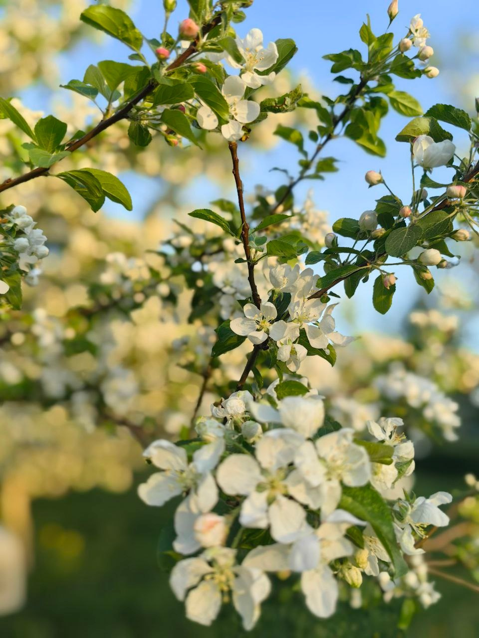Цветы. Фотокружок «Видоискатель» ГБОУ СОШ № 291