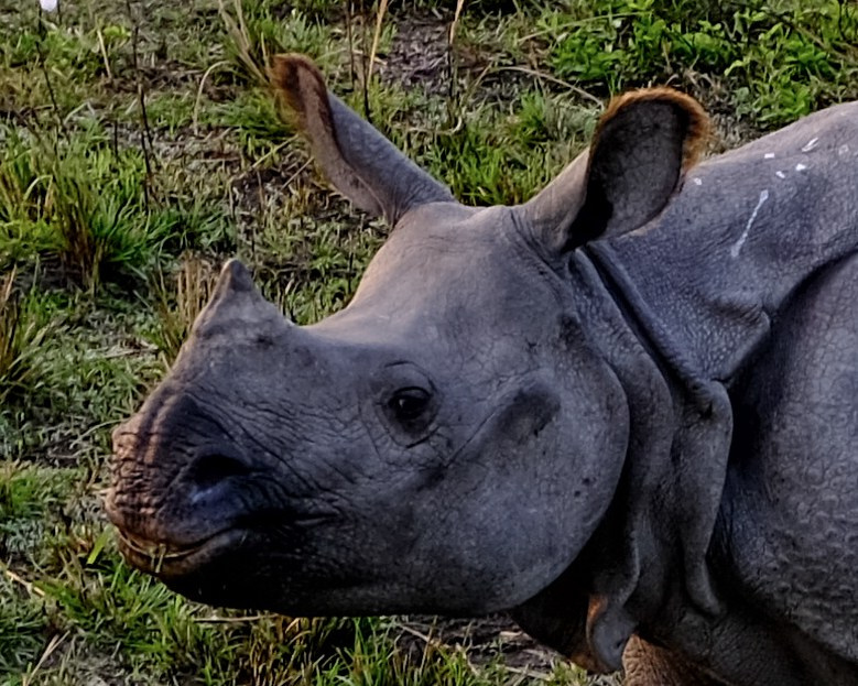 Ассам и Казиранга. Фотографии из путешествий