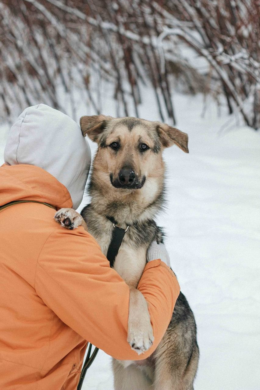 Ищут дом. Забери домой друга