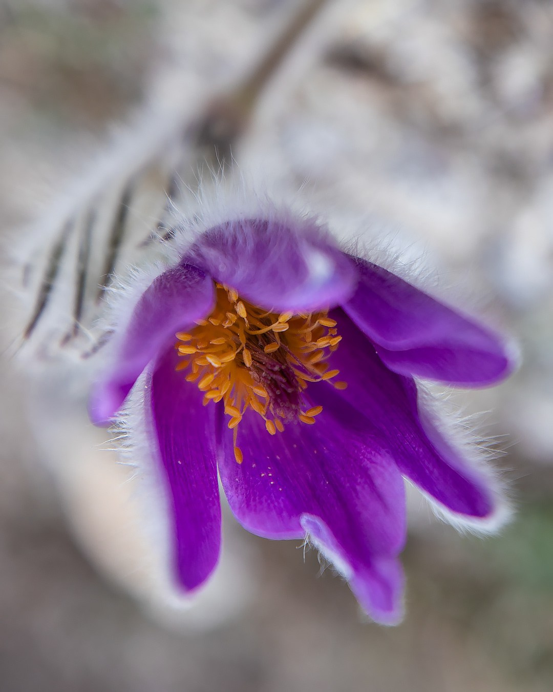 Сон —трава. Фотограф Севастополь/Крым Светлана Евтушенко