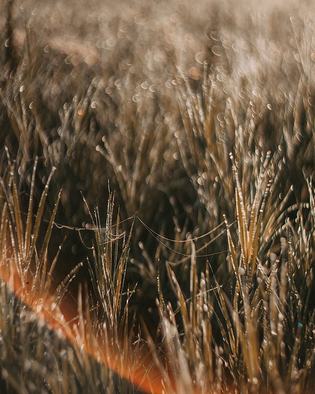 Рина и Марси. Фотограф анималист в Москве и Санкт-Петербурге Свиридова Анна