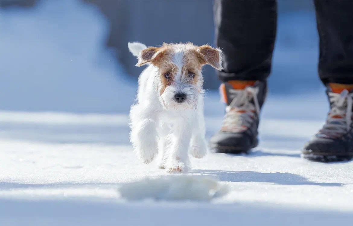 Сука 6. Lovely-Orange питомник джек рассел терьеров