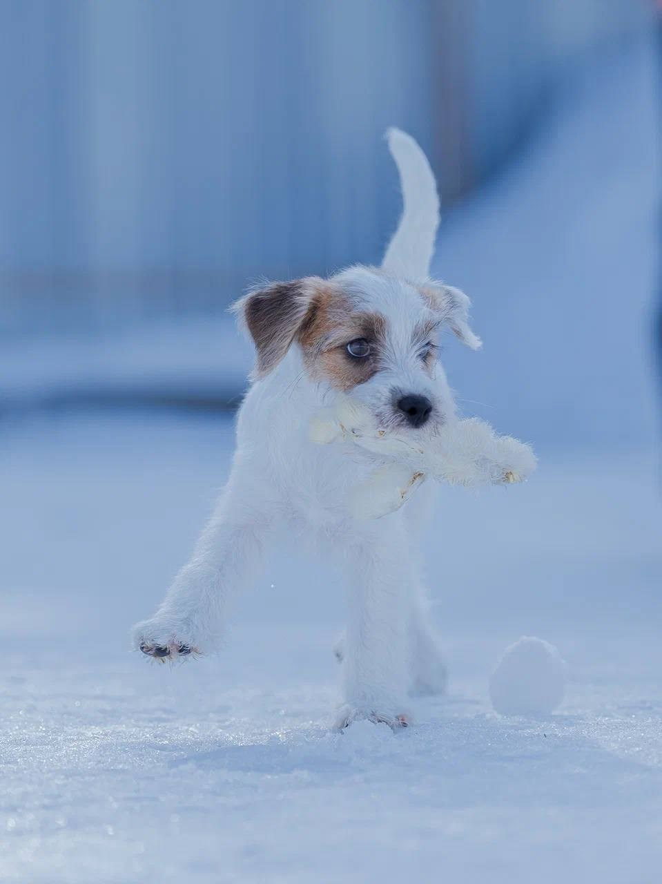 Сука 2. Lovely-Orange питомник джек рассел терьеров