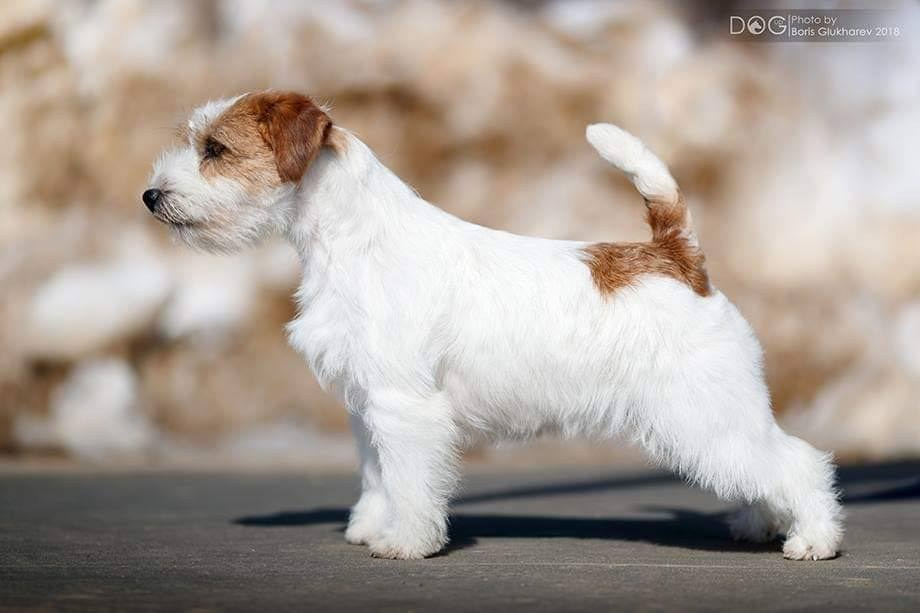 Lovely-Orange Candy Shop. Lovely-Orange питомник джек рассел терьеров