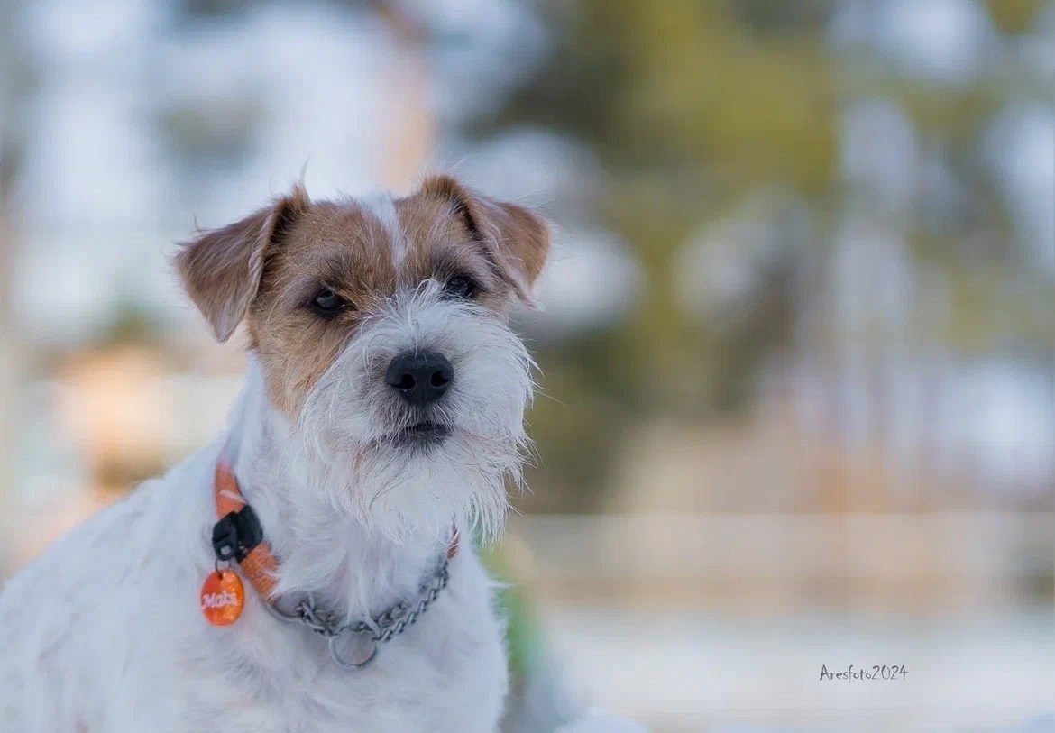 Lovely-Orange Need Hugs. Lovely-Orange питомник джек рассел терьеров