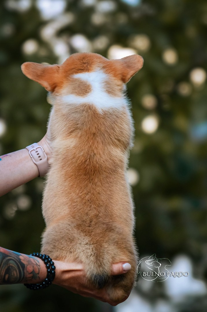 Щенки вельш корги пемброк из питомника. Питомник собак Акита, Хаски, Корги