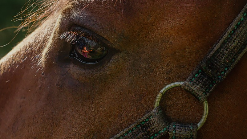 Мечта. Фотограф — путешественник Светлана Романовская