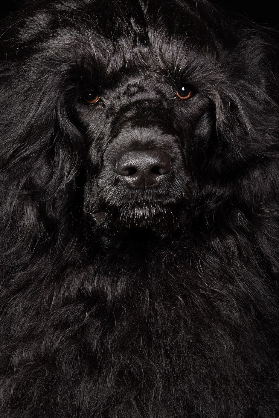 Небольшой отчёт о том, как прошли студиные фото дни. Фотограф-анималист Natalia Deingel | Фотосъемка собак в Москве