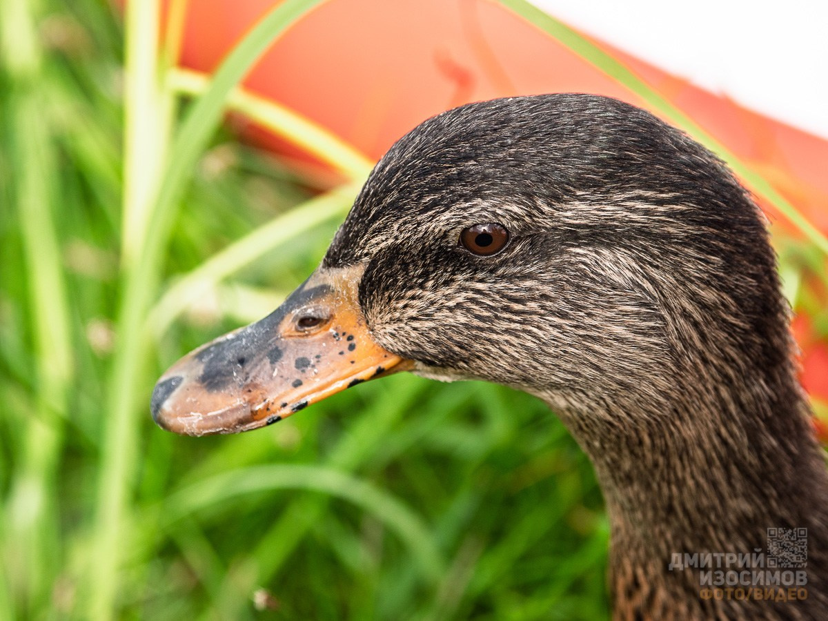 SUP-фестиваль на Туре