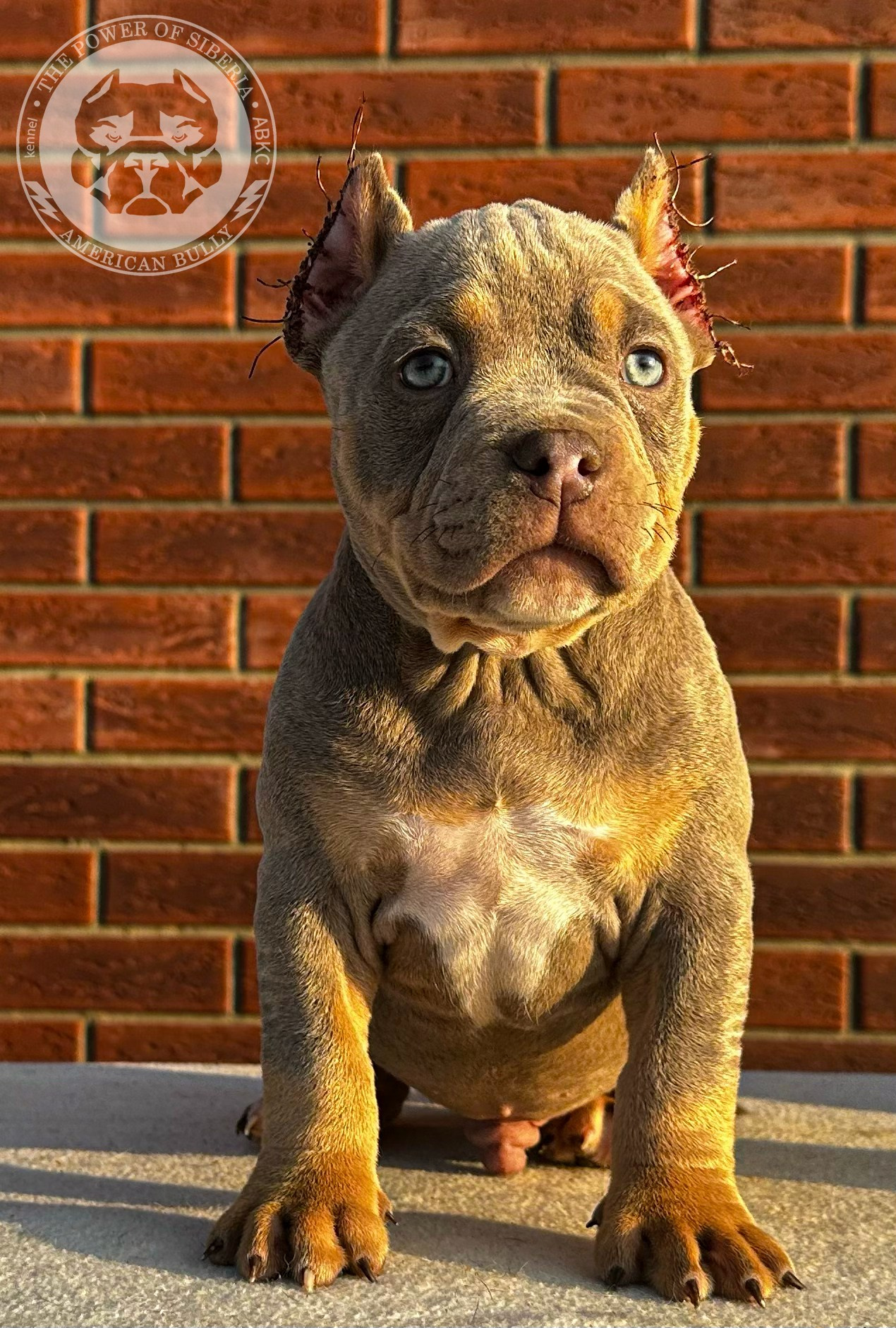 Помет Каспер и Тагира. 21.04.25. Американский Булли в г. Ростов-на-Дону. Питомник THE POWER OF SIBERIA