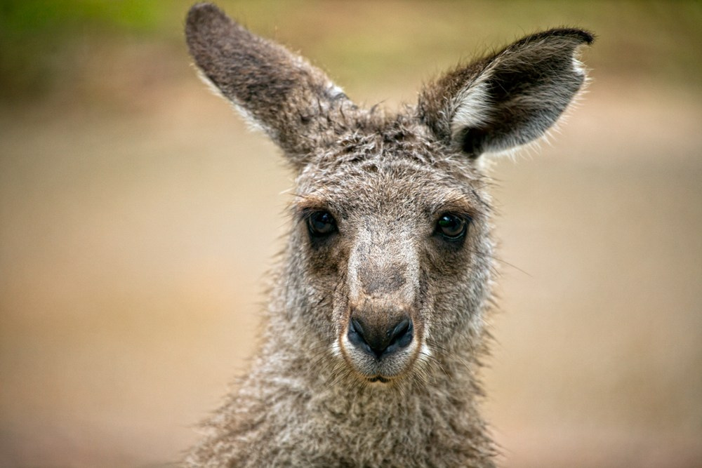 Wildlife photography. Photographer Kirill Sergeev | Moscow