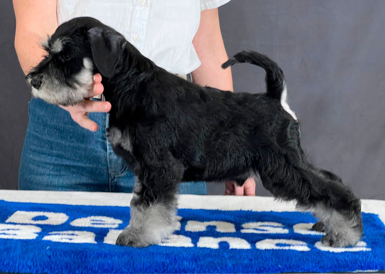 #питомникцвергшнауцеров #делинсобэлэнс #щенокцвергшнауцера