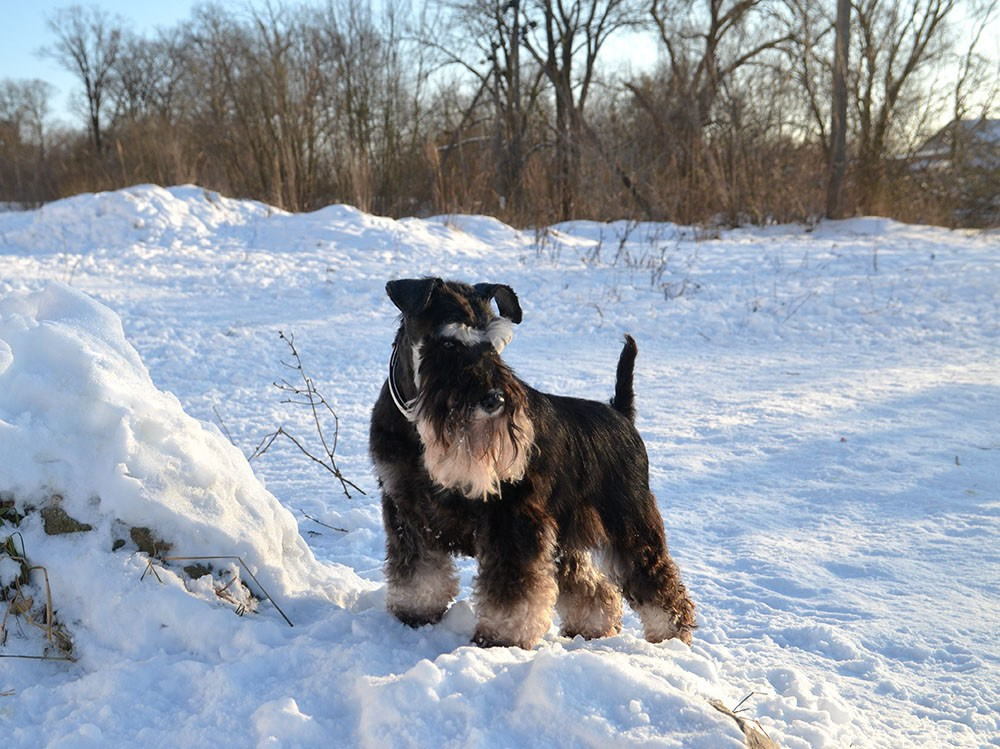Питомник Делинсо Бэлэнс, щенки цвергшнауцера, купить щенка цвергшнауцера, питомник цвергшнауцеров, кобель цвергшнауцера для вязки, щенок цвергшнауцера, питомник цвергшнауцеров, черный с серебром, цверг, лучший питомник в беларуси, питомник цвергшнауцеров минск