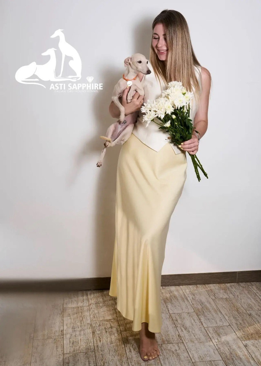 Asti Sapphire Yaasiina Laysan Cerulian. Профессиональный питомник левреток РКФ/FCI ASTI SAPPHIRE 💎 Сочи|Санкт-Петербург