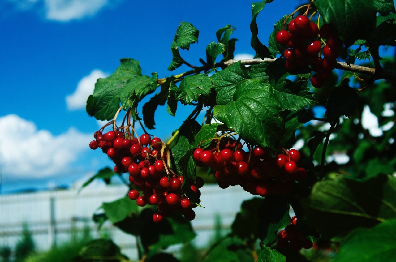 Дары Природы. Sreda fotoArt