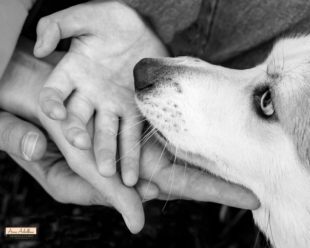 Отзывы. Семейный и свадебный фотограф в Москве и Домодедово Анна Авилочкина
