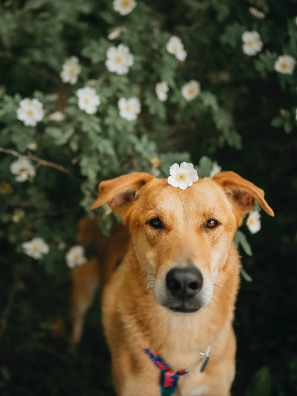 Ищут дом. Забери домой друга