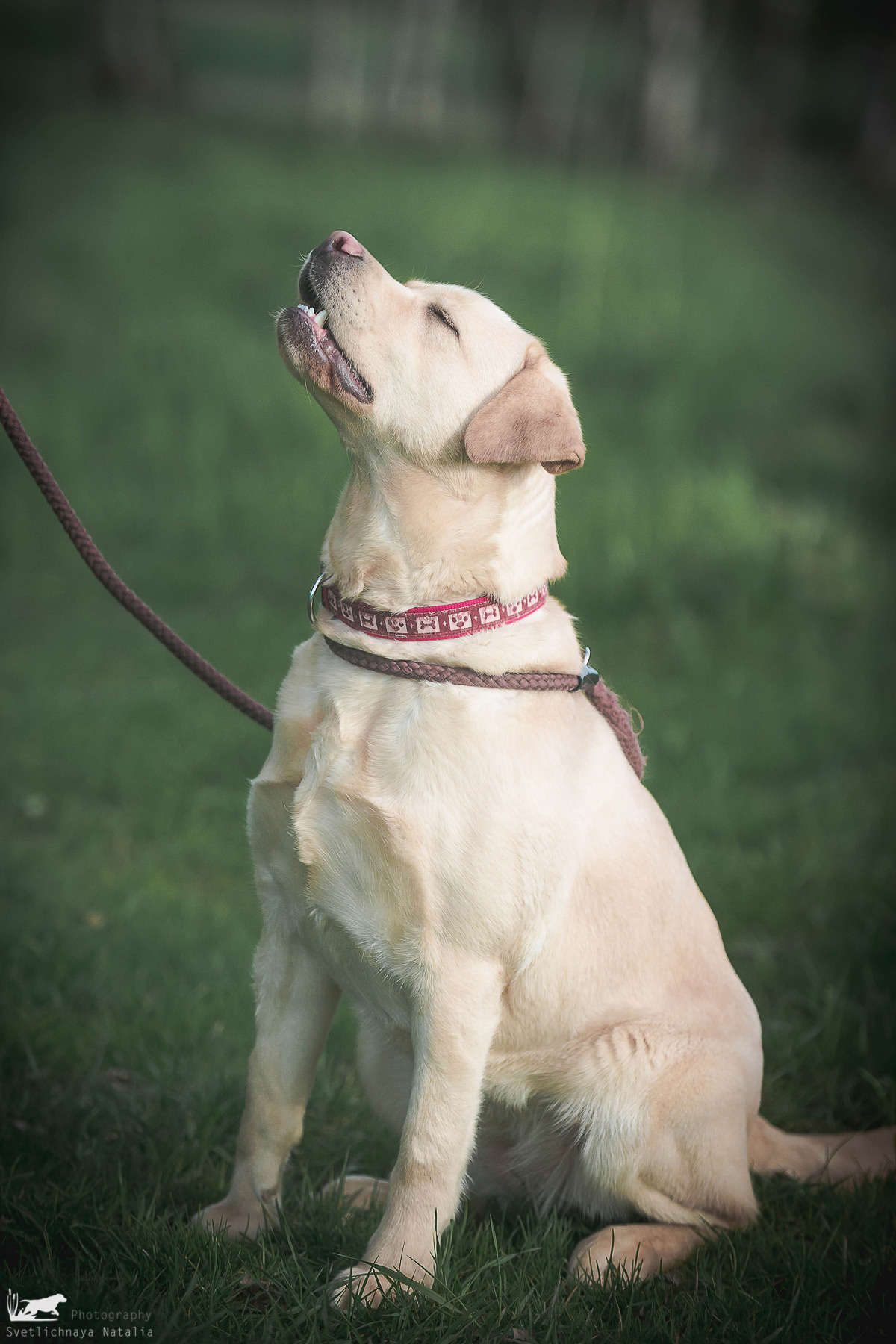 Испытания ретриверов, 14 мая 2022 года, клуб «Динамо». Фотограф-анималист Наталья Светличная