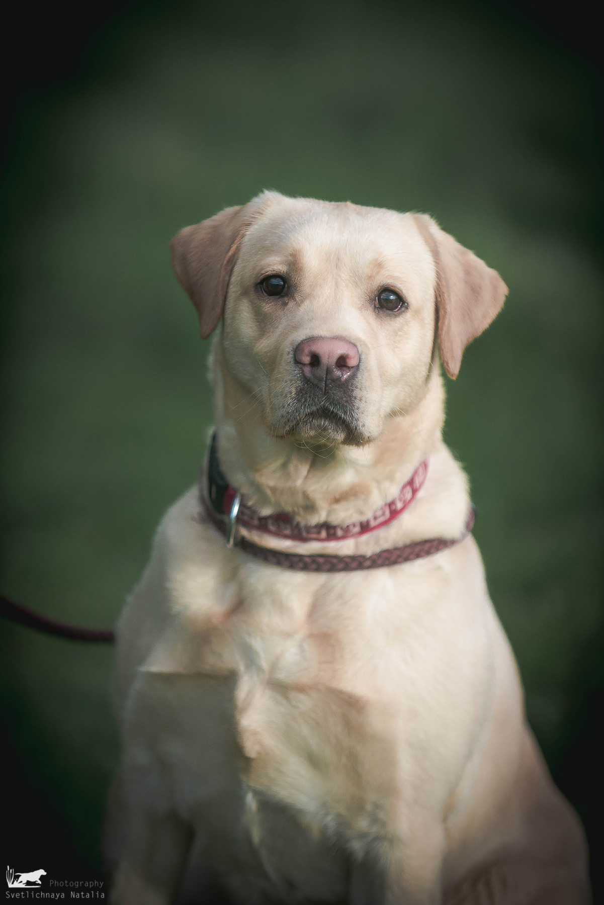 Испытания ретриверов, 14 мая 2022 года, клуб «Динамо». Фотограф-анималист Наталья Светличная