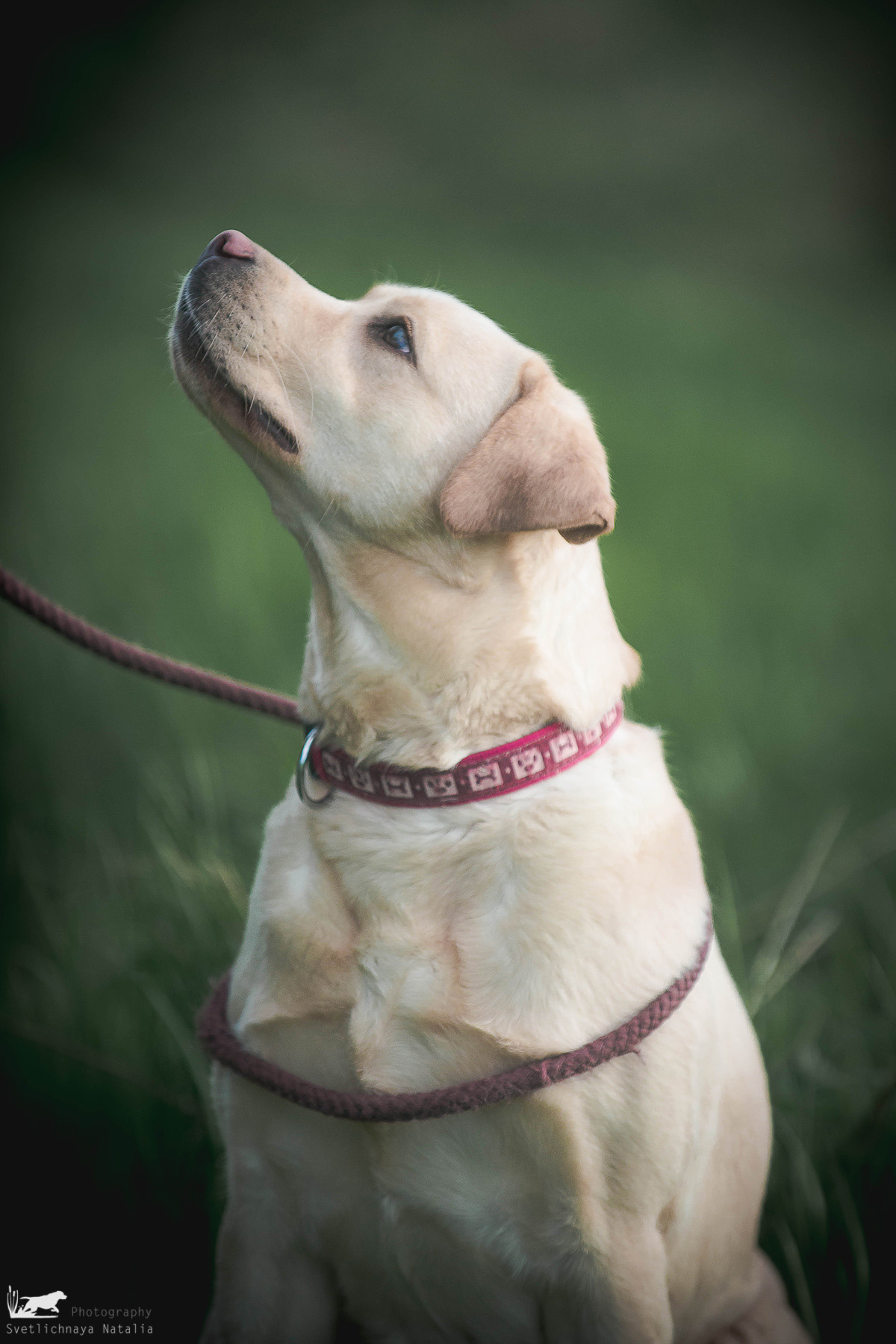 Испытания ретриверов, 14 мая 2022 года, клуб «Динамо». Фотограф-анималист Наталья Светличная