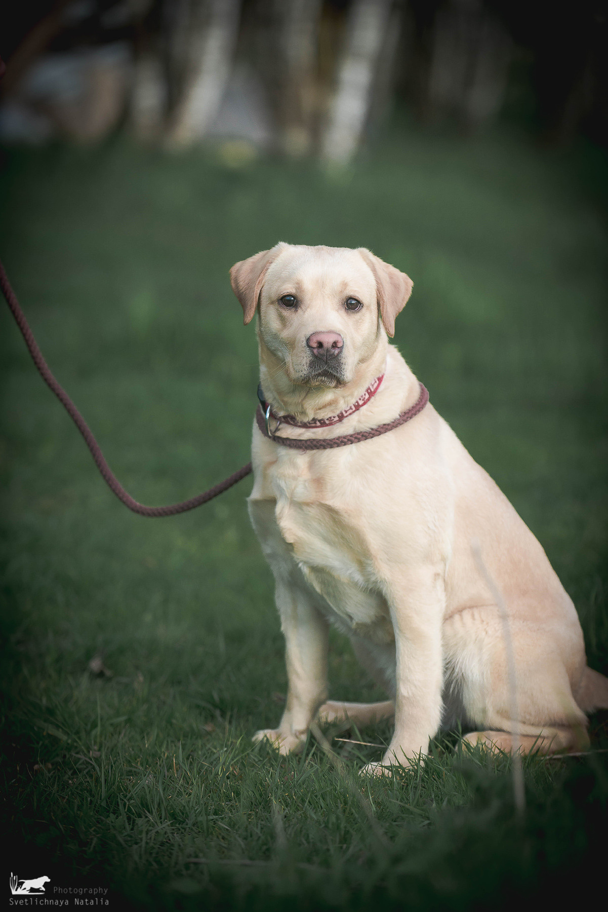 Испытания ретриверов, 14 мая 2022 года, клуб «Динамо». Фотограф-анималист Наталья Светличная