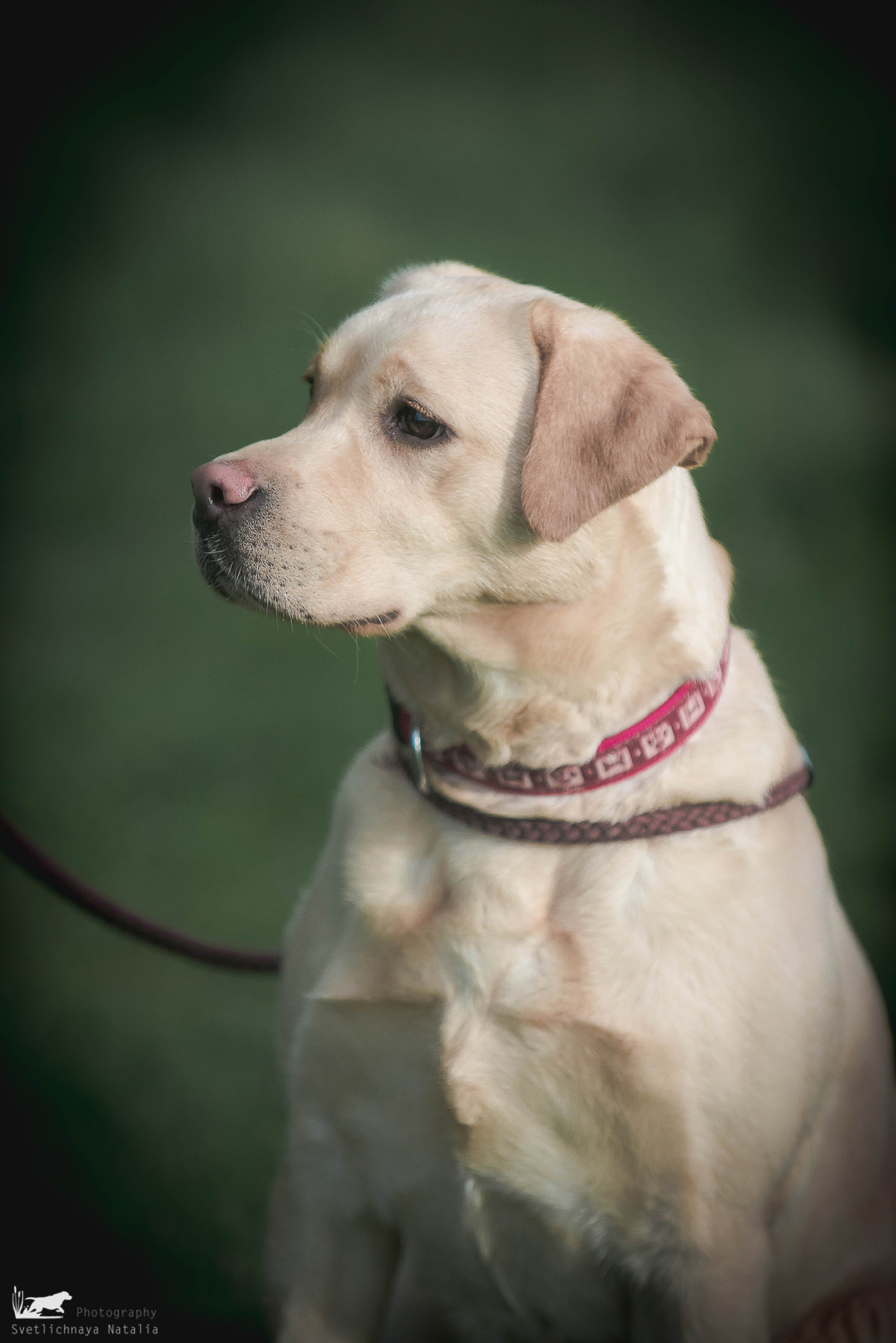 Испытания ретриверов, 14 мая 2022 года, клуб «Динамо». Фотограф-анималист Наталья Светличная