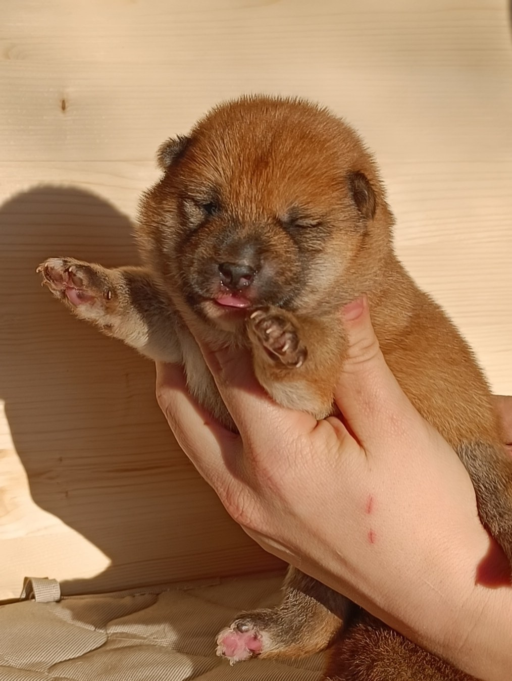 Сиба Rubylight Everest питомник Рубилайт 