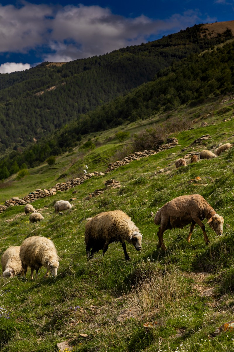 Животные. Photomantis