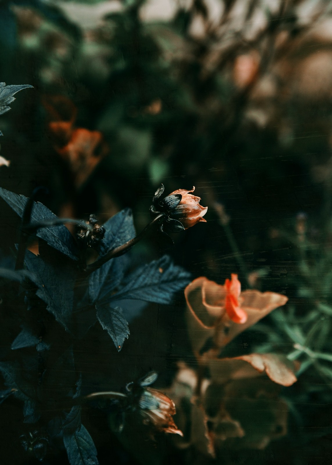 Красивые фотографии цветов фотограф