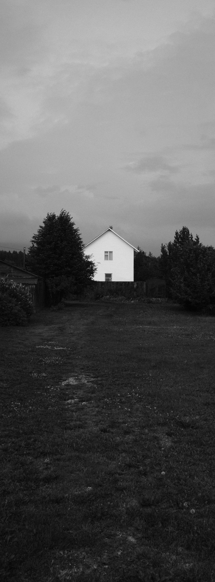 Деревья / Trees (2022-2025). Фотография Alexander Palkin