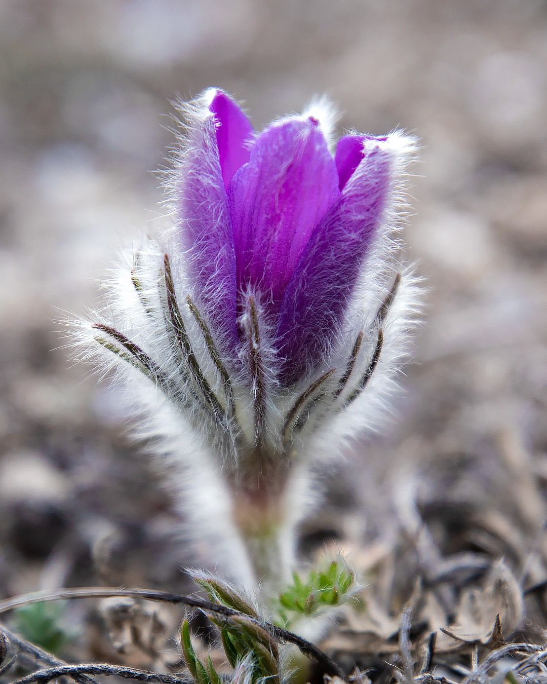 Сон —трава. Фотограф Севастополь/Крым Светлана Евтушенко