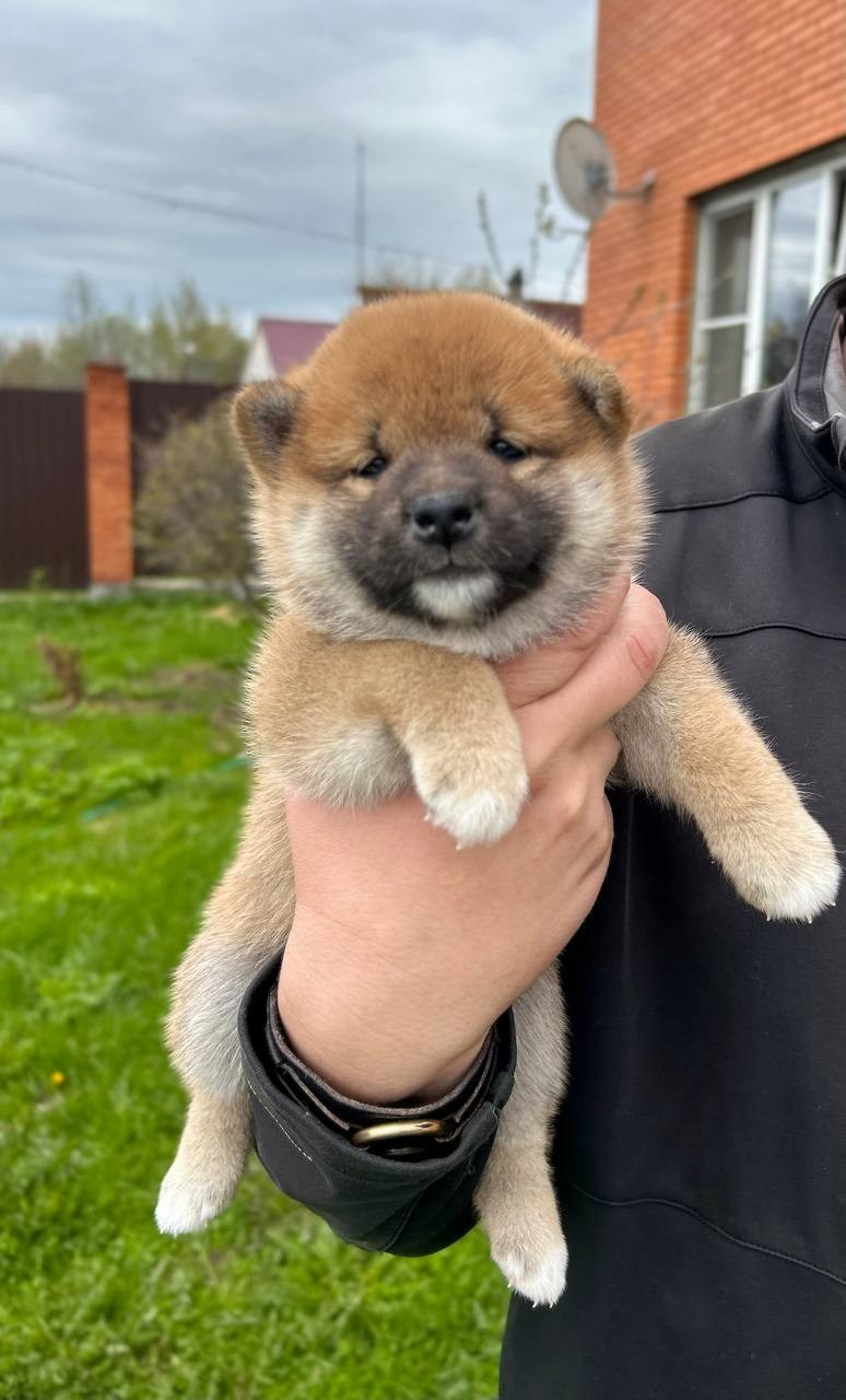 сиба питомник Рубилайт щенки на продажу rubylight  сиба щенки купить СПб Санкт-Петербург