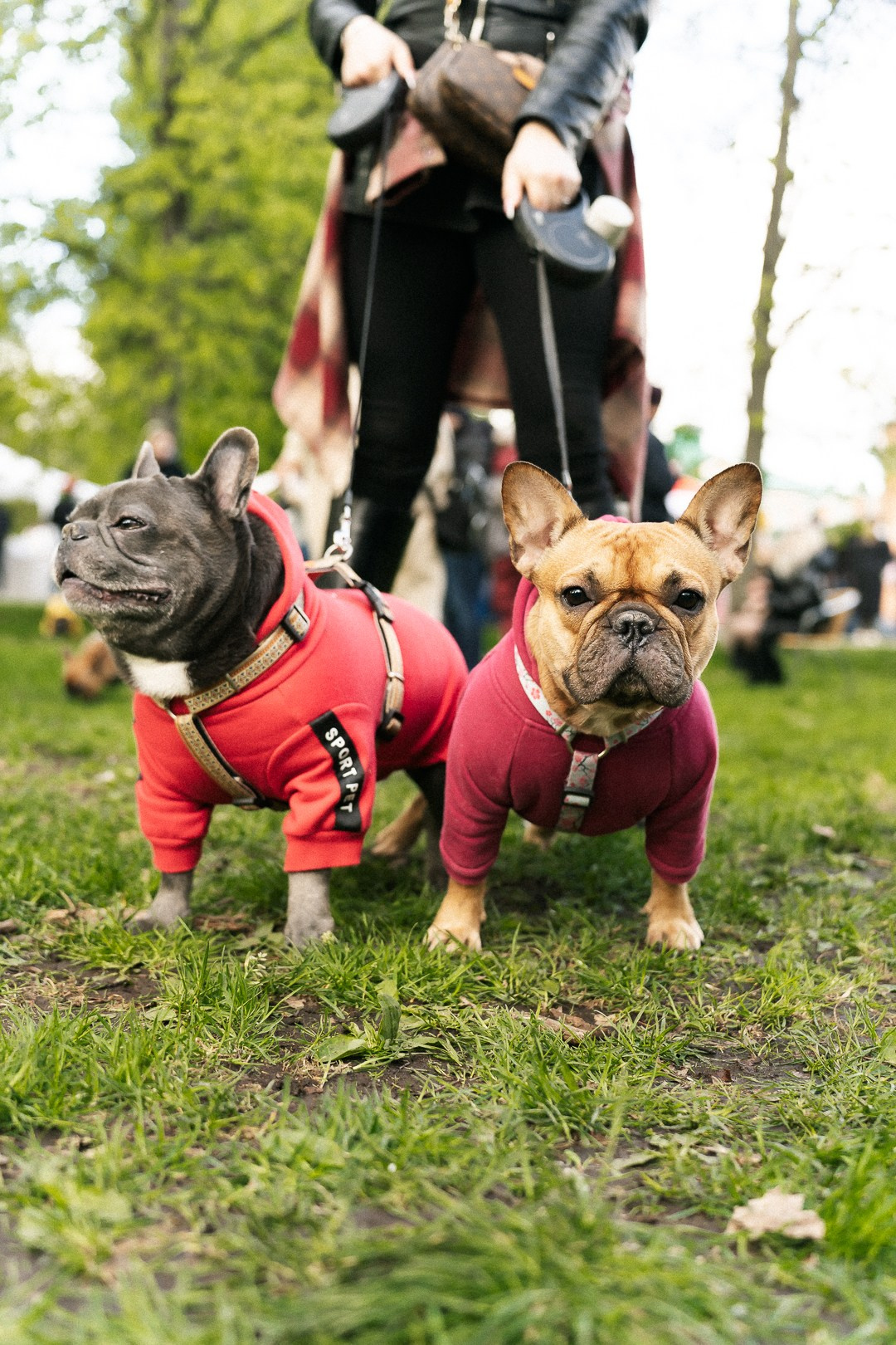Парад Бульдогов. Axenov_eugene