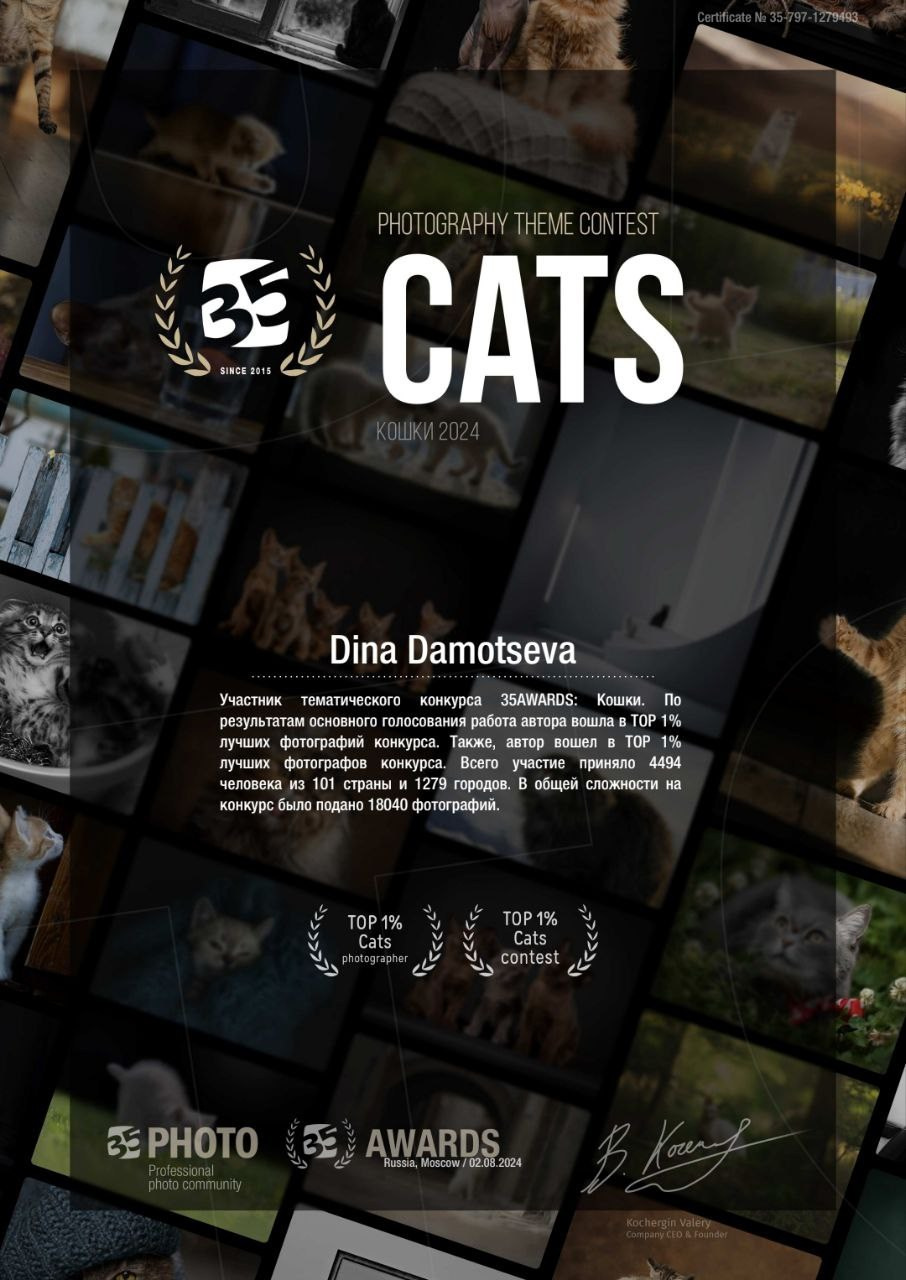 Друзья, с удовольствием делюсь достижениями в области съёмки кошек!. Зоофотограф, фотограф животных в Москве и области Дина Дамоцева